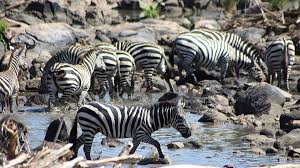 2-day serengeti safari from Mwanza