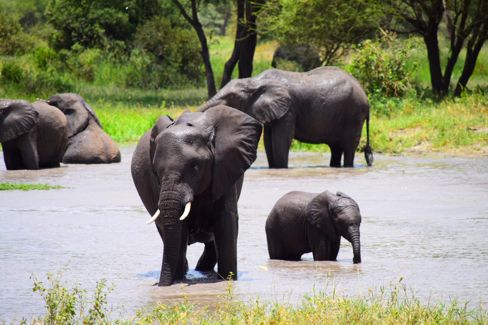 11 Days Kenya Tanzania Luxury Safari
