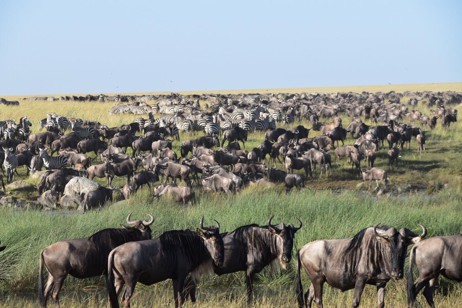  Best Tour Operator in Tanzania