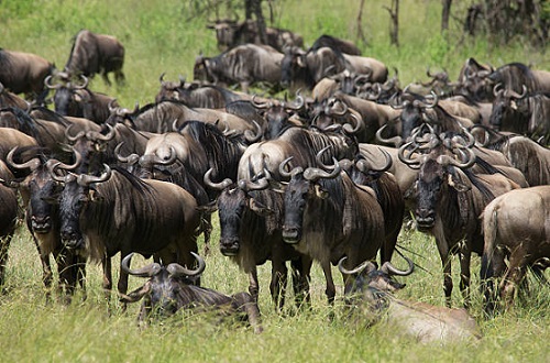 8 Days Kenya Tanzania Luxury Safari