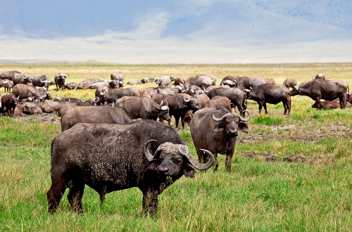   Ultimate 10 Days Tanzania Safari and Zanzibar Holiday Trip