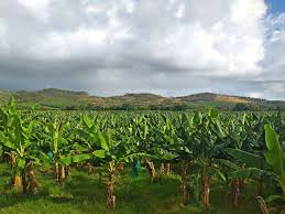 Ultimate Mto wa Mbu Farm Tour
