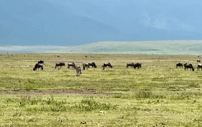 ultimate 7 days Tanzania safari in November 2026, 2027 & 2028  