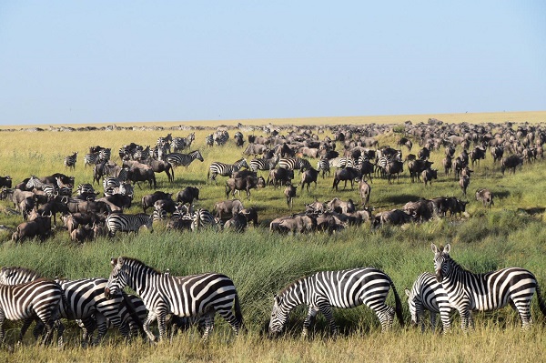 things to do in Serengeti National Park