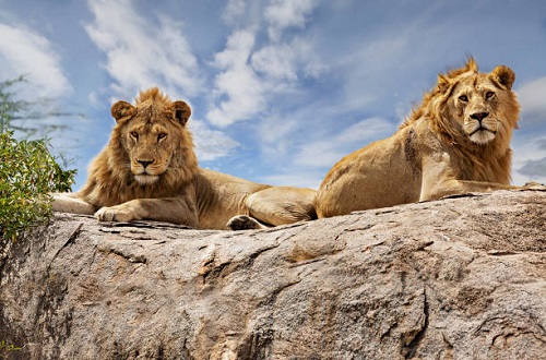 things to do in Serengeti National Park